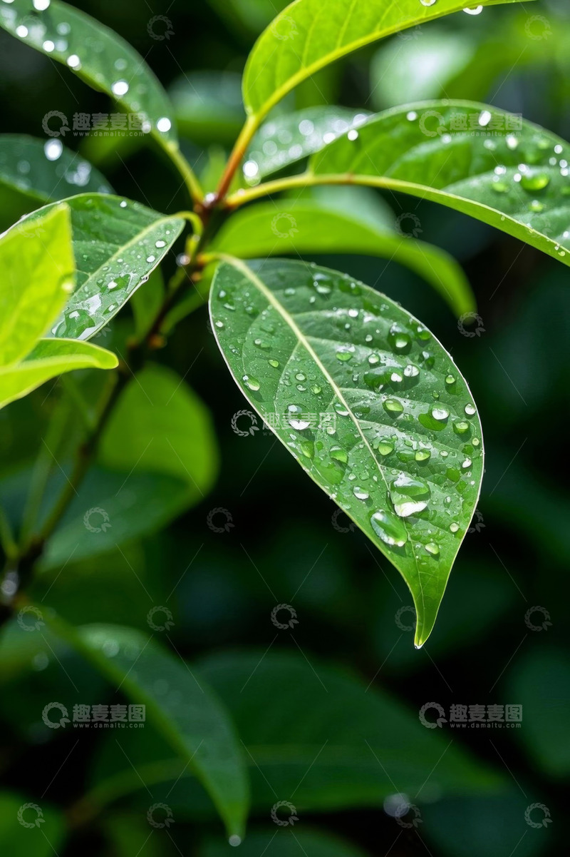 高清大图下载【趣麦麦图】带水珠的绿色植物叶子特写