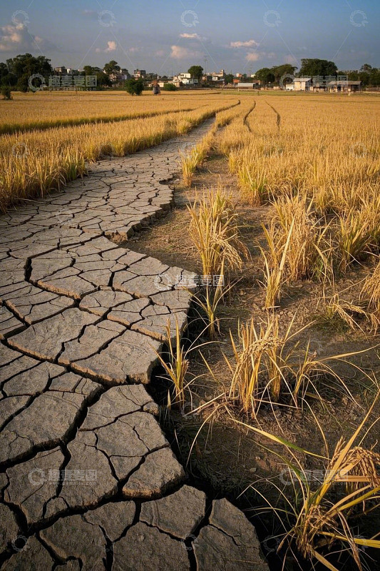 干裂土地与金黄稻田景象