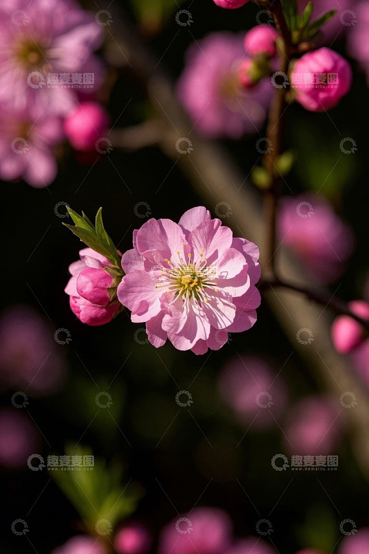 特写粉色绽放花朵