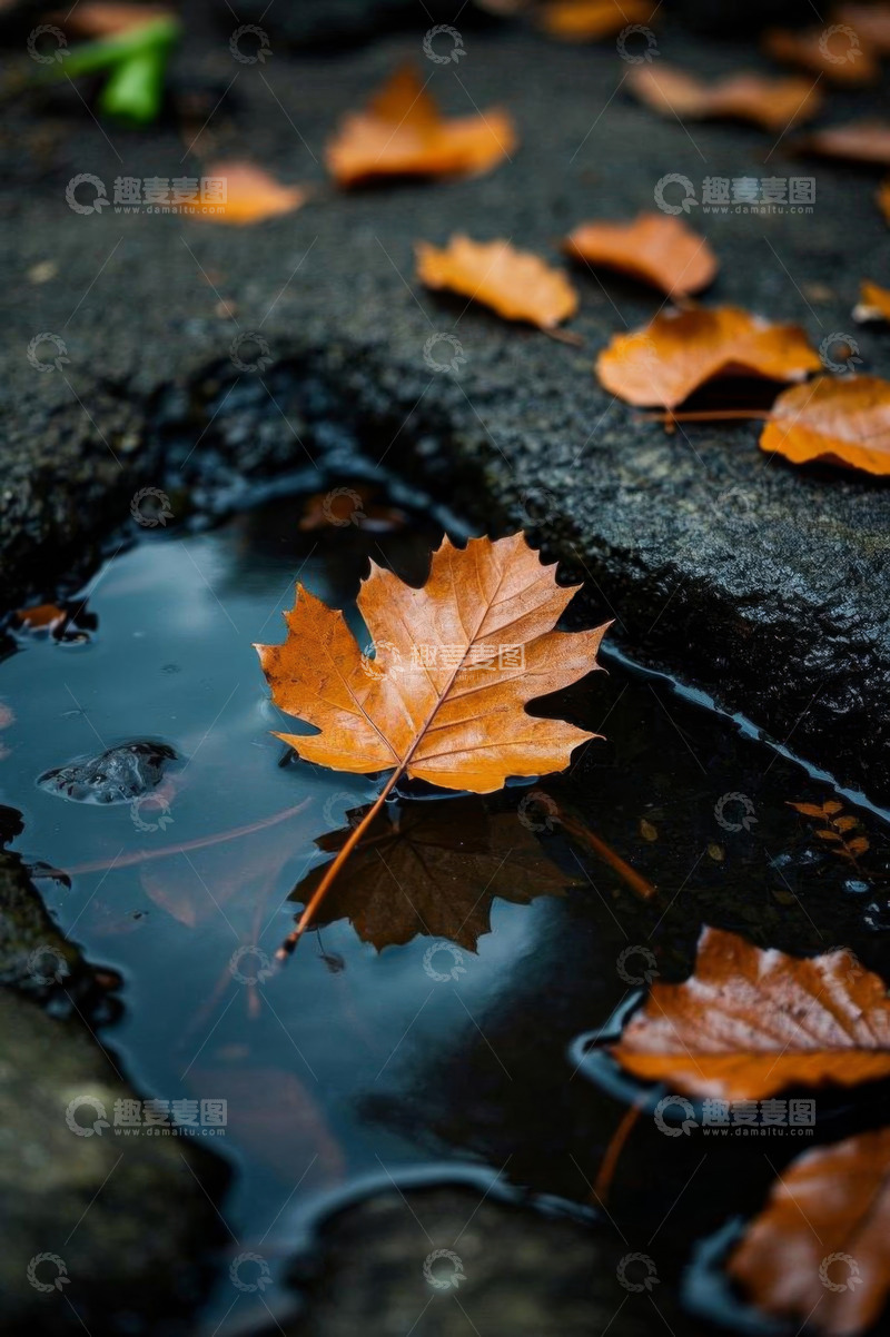 高清大图下载【趣麦麦图】积水地面上的秋日落叶