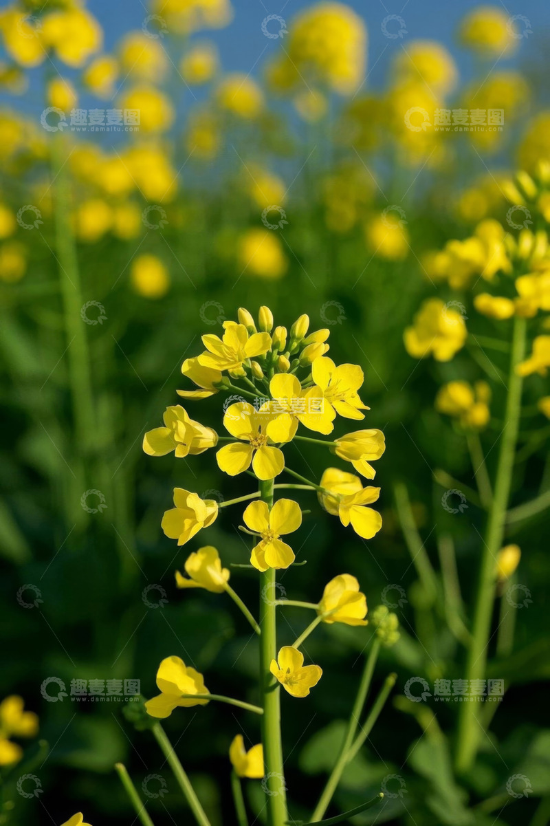 高清大图下载【趣麦麦图】黄色油菜花特写