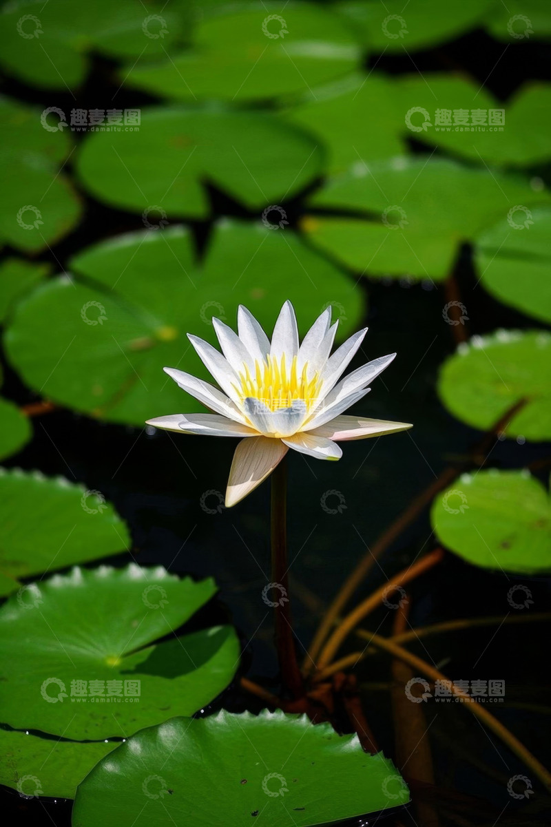 高清大图下载【趣麦麦图】水中绽放的白色睡莲