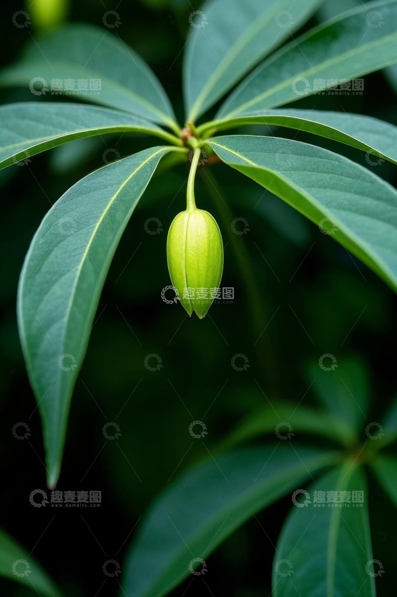 高清大图下载【趣麦麦图】绿色植物果实特写素材