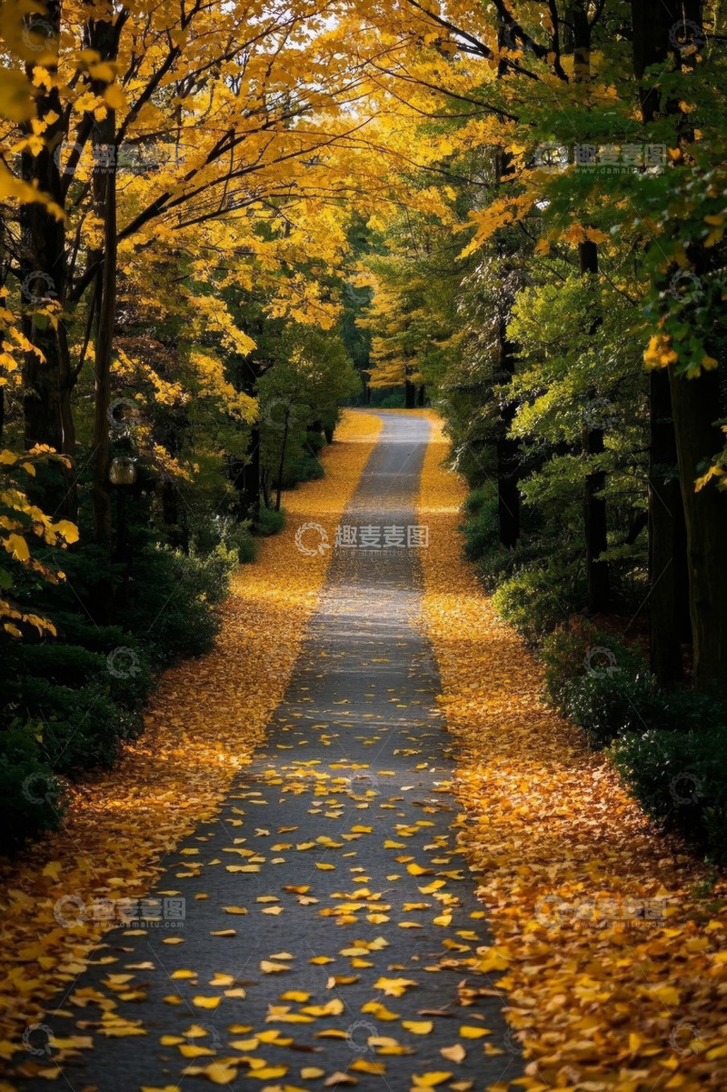 高清大图下载【趣麦麦图】秋日森林中的落叶小道