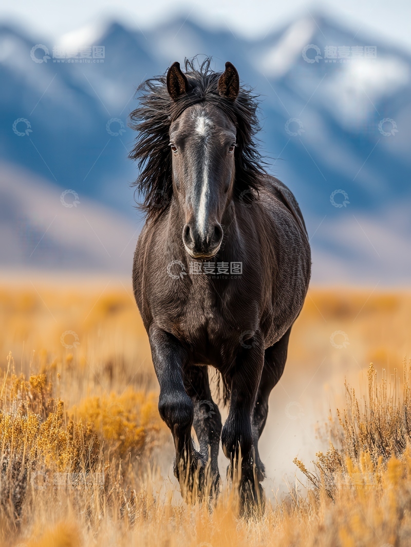 高清大图下载【趣麦麦图】嘶风  踏燕  长河  