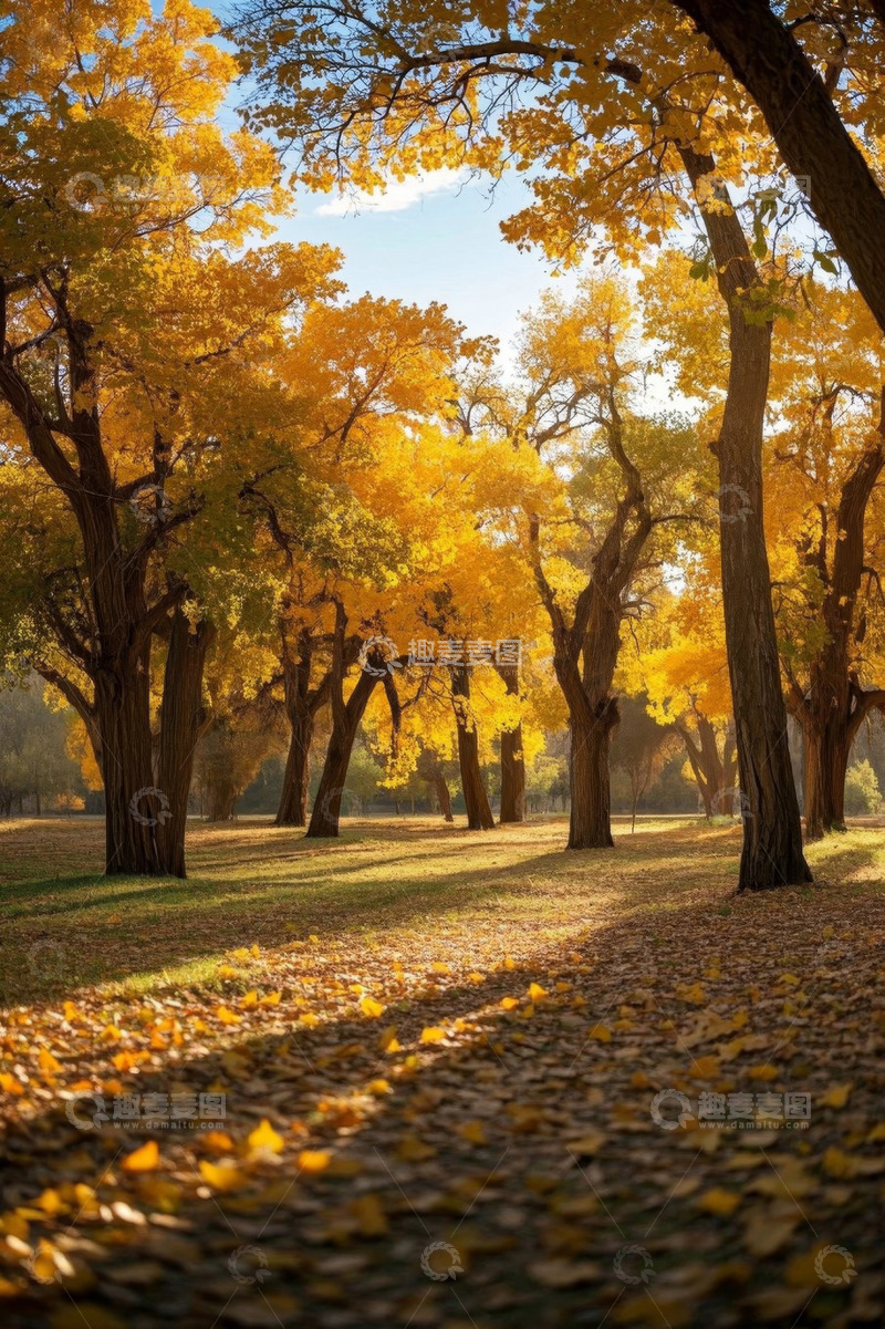 高清大图下载【趣麦麦图】秋日森林金黄树木风景