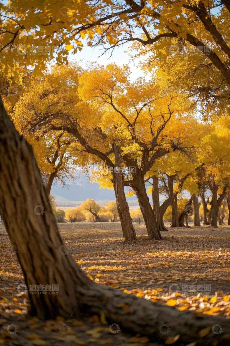 高清大图下载【趣麦麦图】秋季胡杨林金黄树林景观