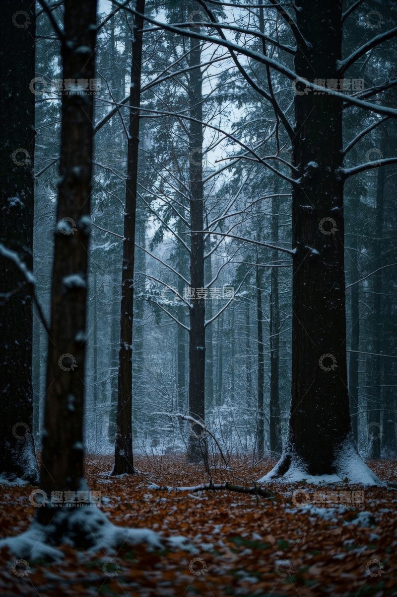 高清大图下载【趣麦麦图】冬季森林雪景自然风光