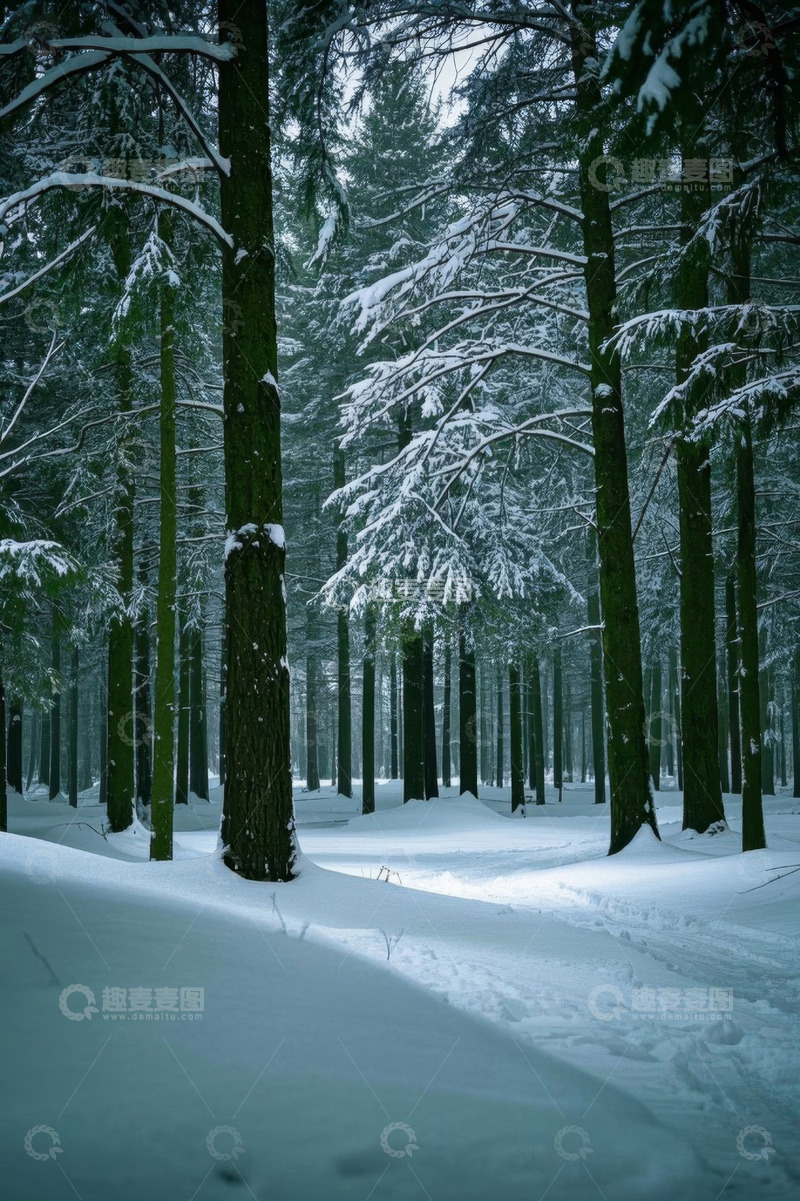 高清大图下载【趣麦麦图】冬日雪覆盖的森林景观