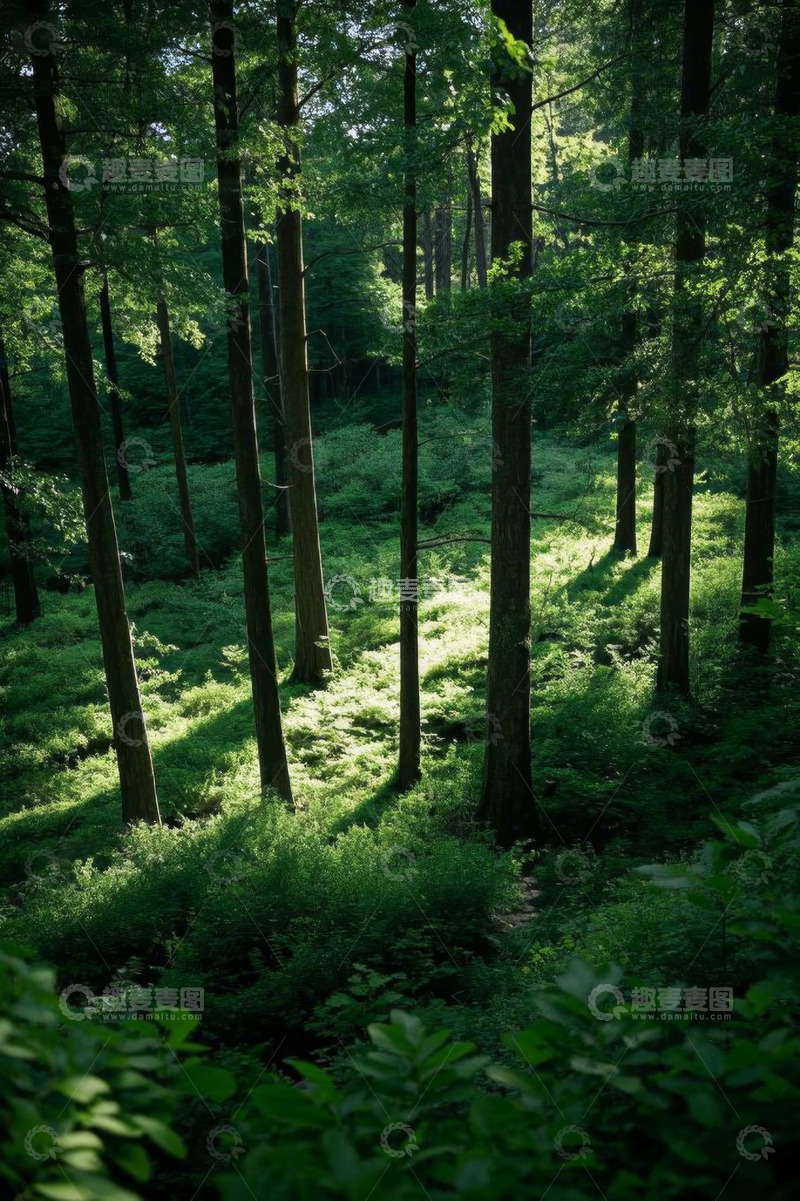 高清大图下载【趣麦麦图】阳光照耀下的茂密森林