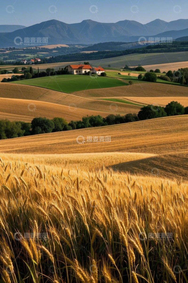 高清大图下载【趣麦麦图】田野麦田与远处房屋景观