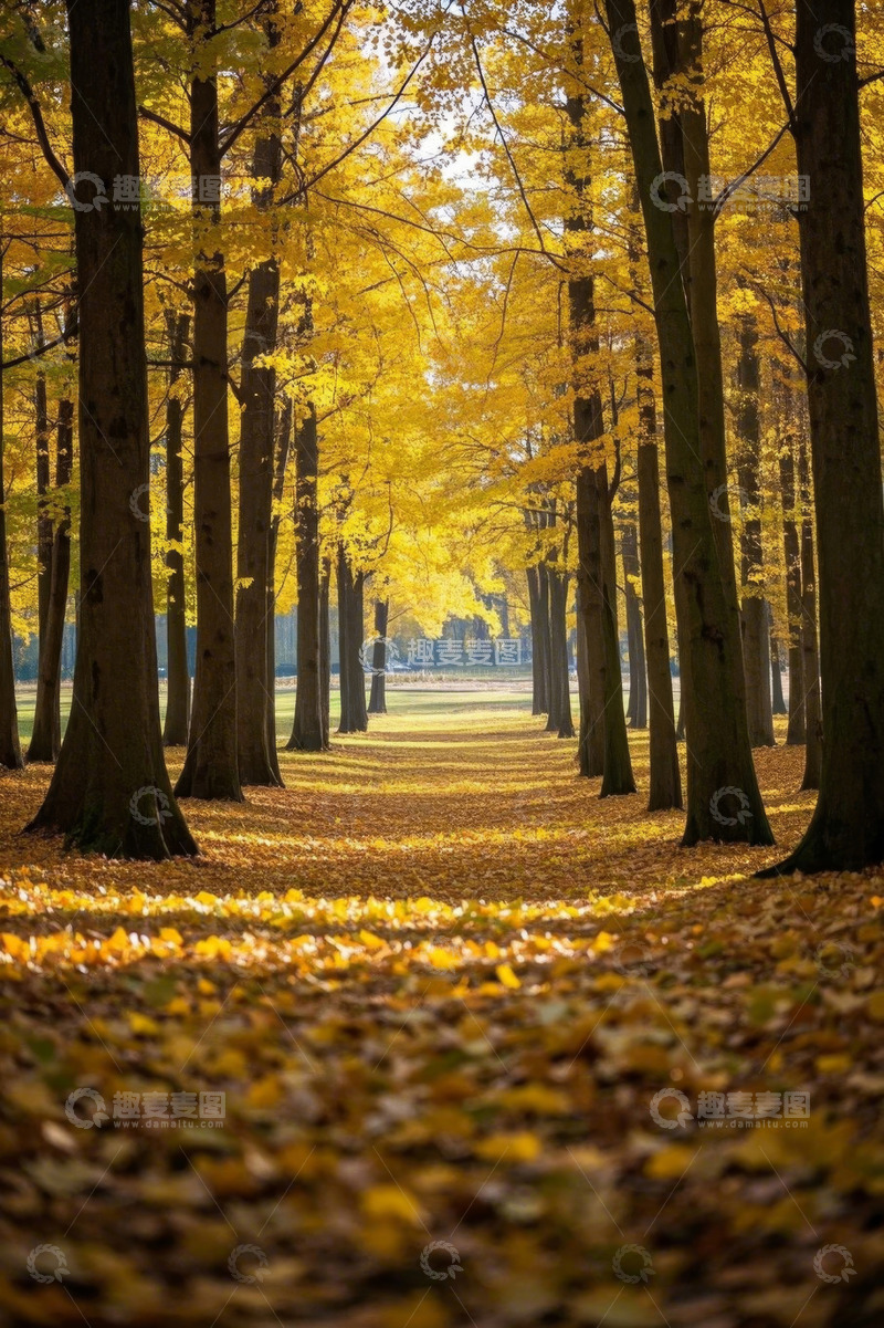 高清大图下载【趣麦麦图】秋日森林金黄树木景观