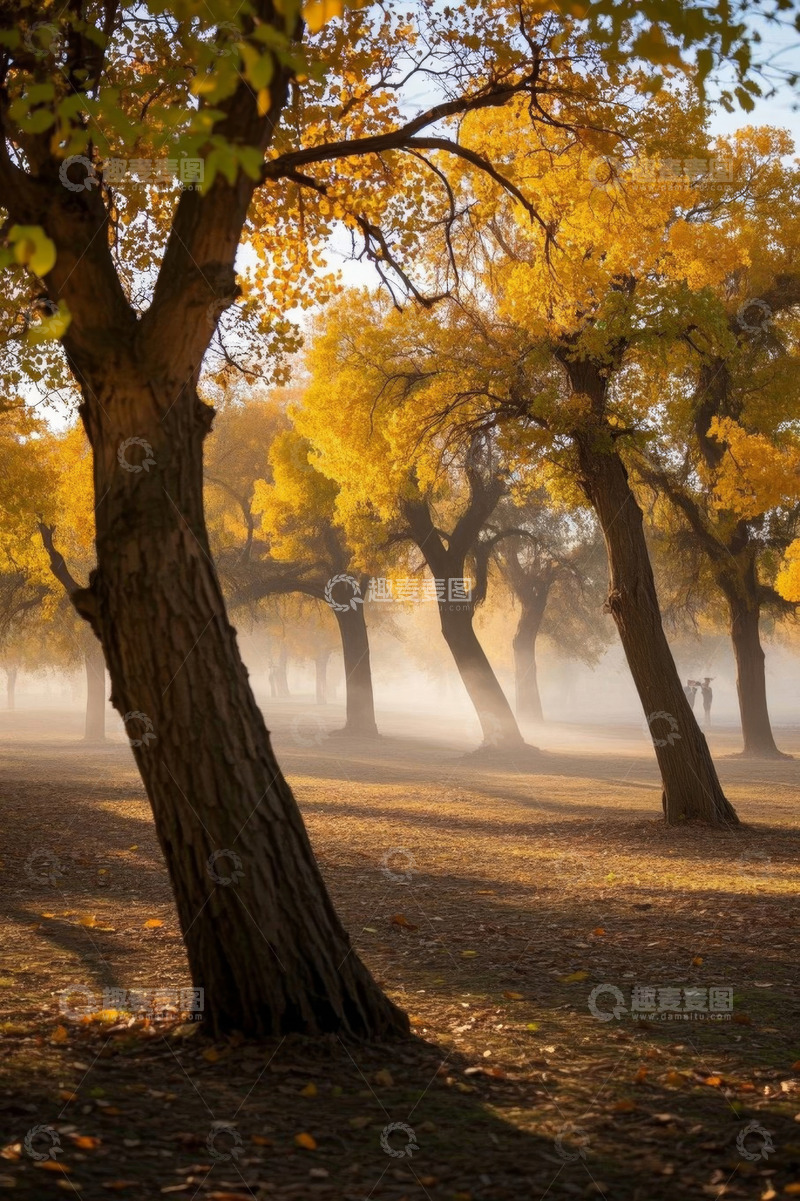 高清大图下载【趣麦麦图】秋日树林晨雾美景