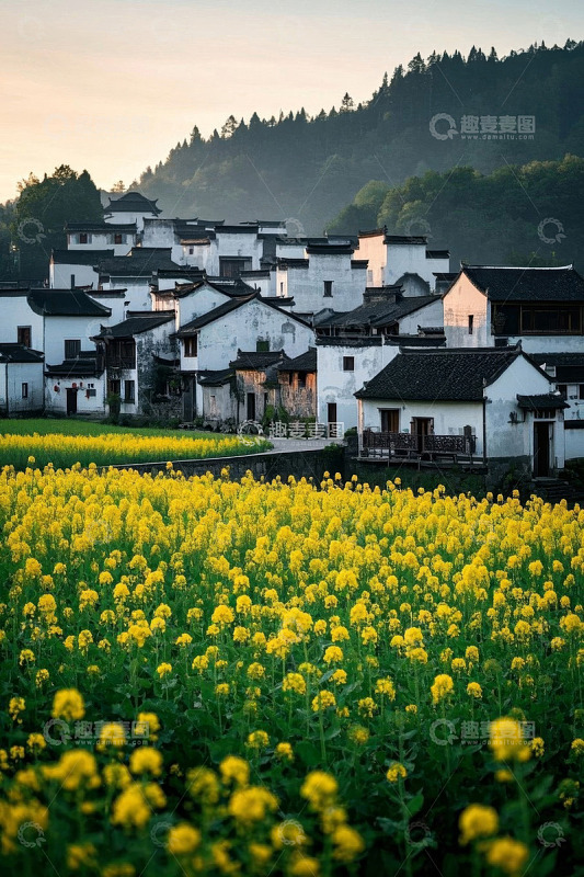 油菜花田旁的白墙黑瓦村落
