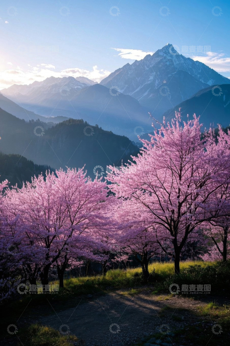 高清大图下载【趣麦麦图】山间盛开的粉色樱花树