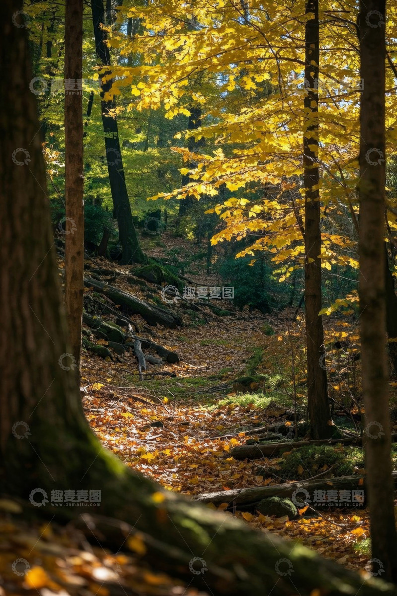 高清大图下载【趣麦麦图】秋日森林落叶美景