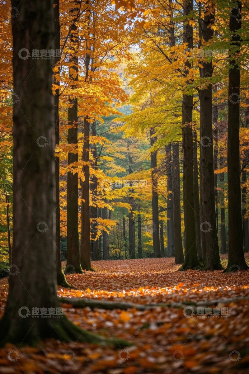 高清大图下载【趣麦麦图】秋日森林落叶美景