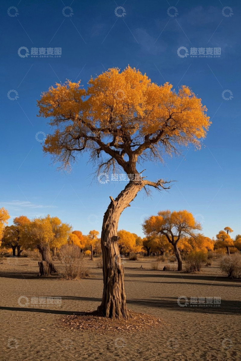 高清大图下载【趣麦麦图】沙漠中金黄胡杨树景观