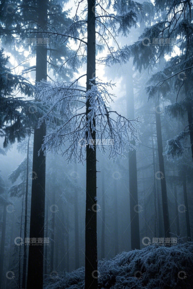 高清大图下载【趣麦麦图】雪覆森林迷雾景象