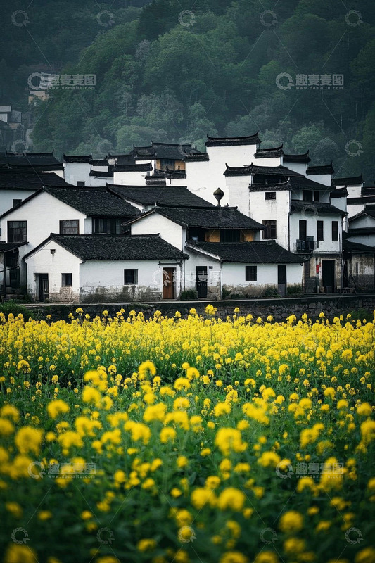 油菜花田旁的白墙黑瓦民居
