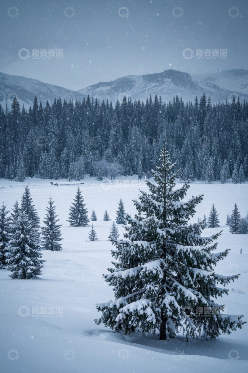 高清大图下载【趣麦麦图】雪覆森林中的松树景观