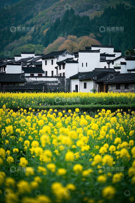 乡村油菜花田与白墙黑瓦建筑