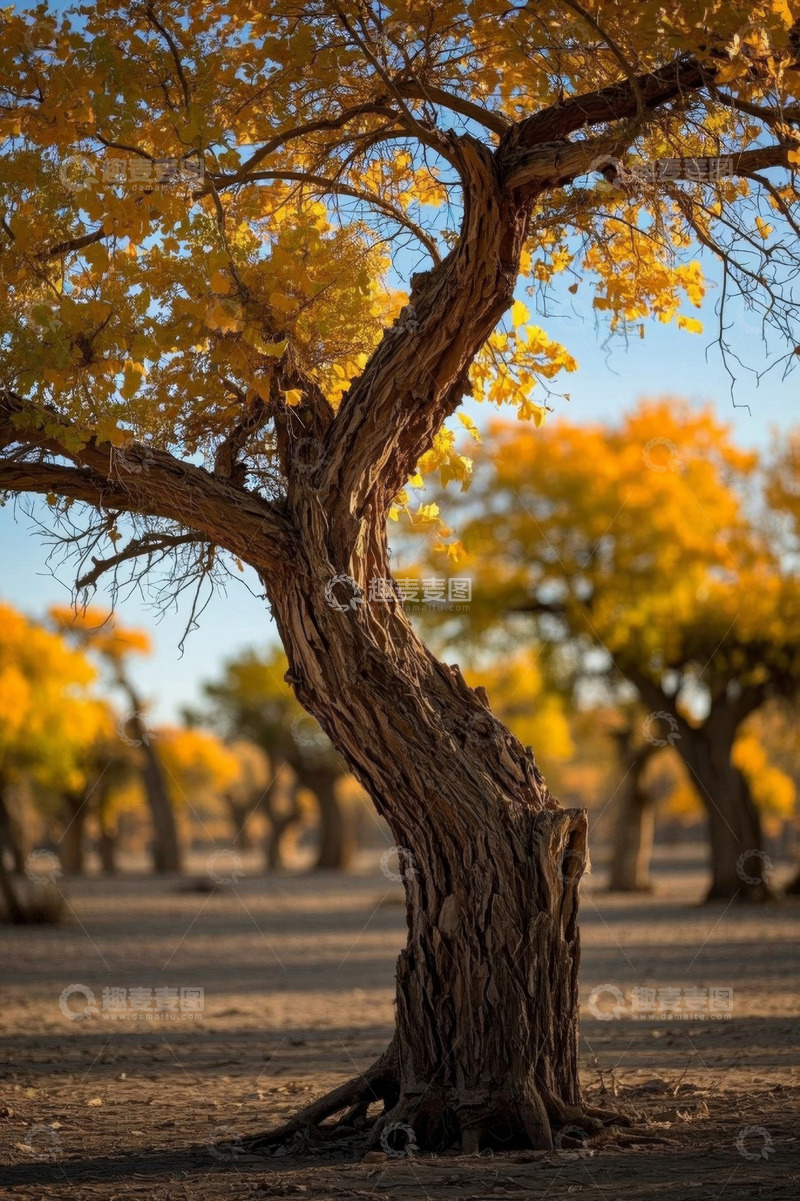 高清大图下载【趣麦麦图】秋季胡杨林单棵树木景象
