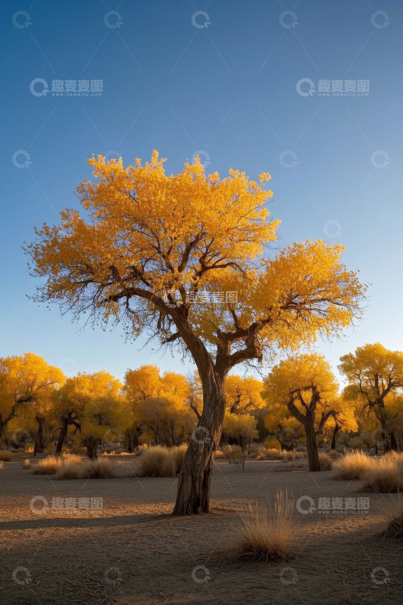 高清大图下载【趣麦麦图】沙漠中金黄的胡杨树林景象