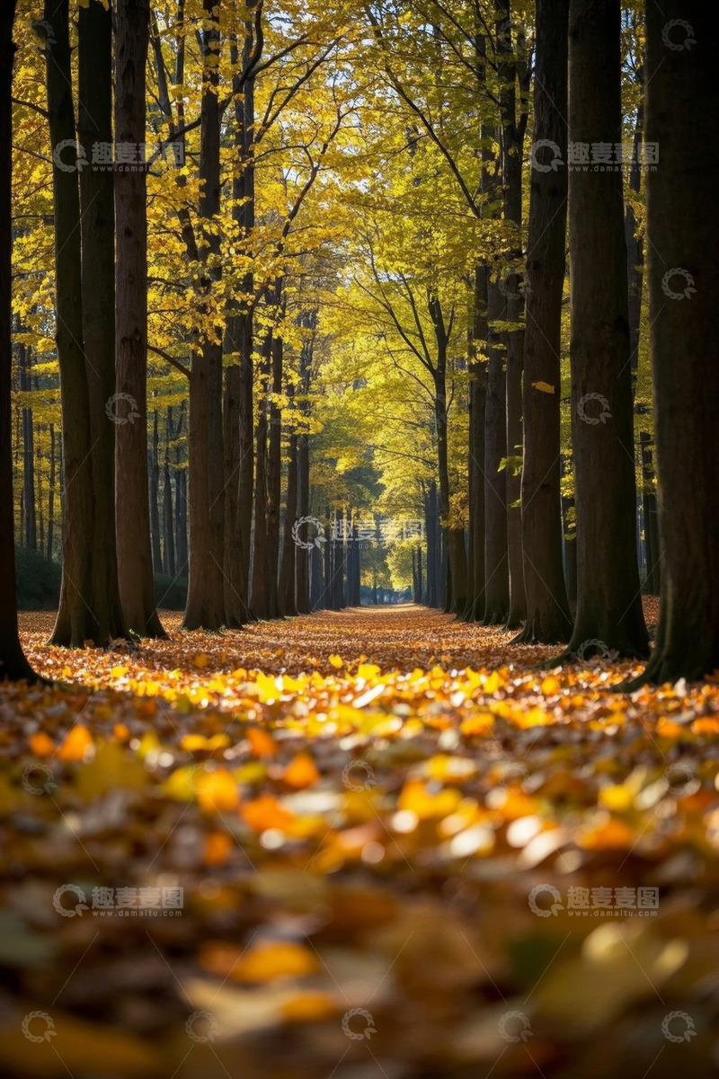 高清大图下载【趣麦麦图】秋季森林落叶林间景象