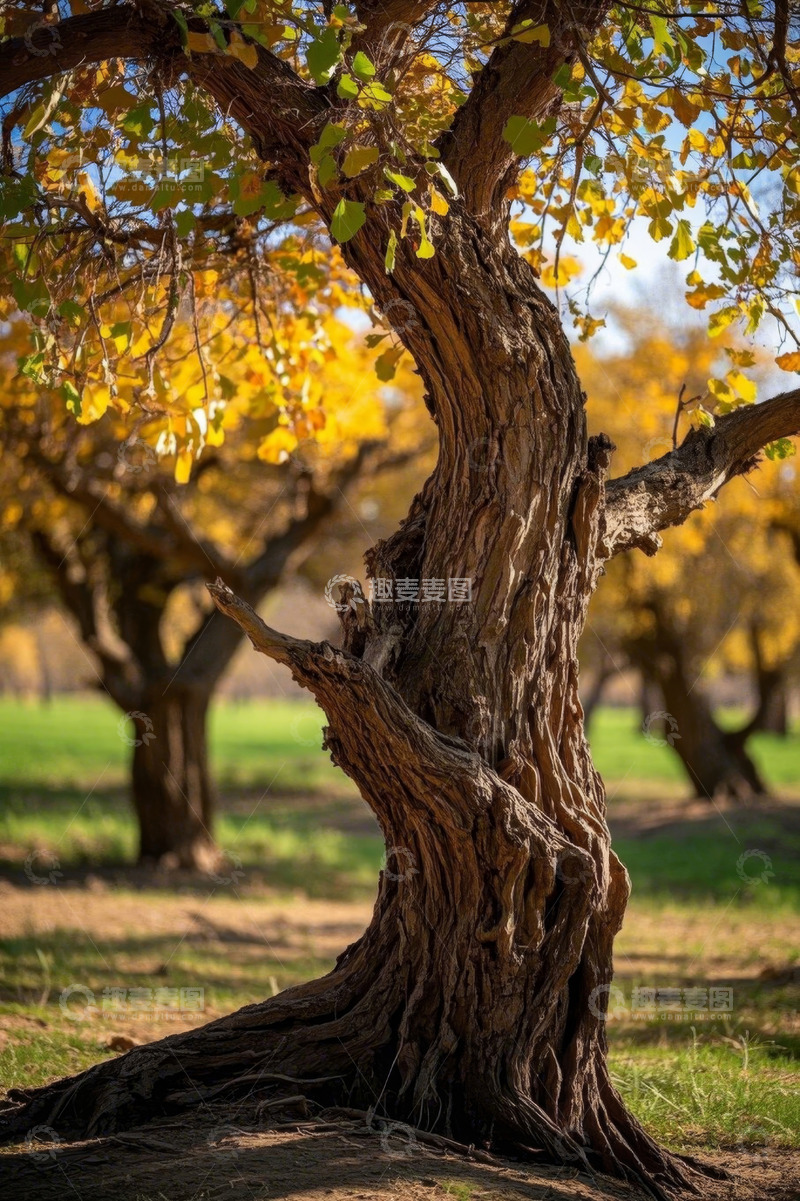 高清大图下载【趣麦麦图】秋日树林中弯曲的老树