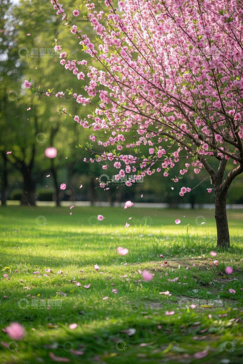 高清大图下载【趣麦麦图】草地旁盛开的粉色樱花树