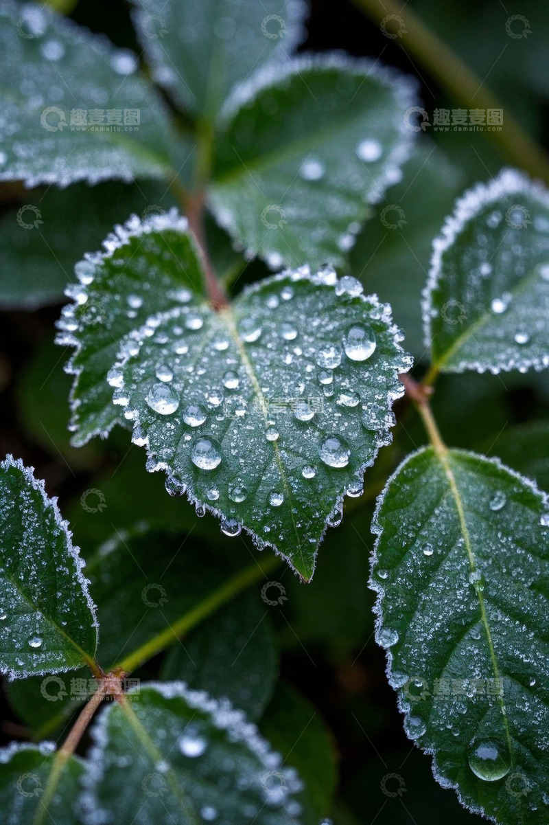高清大图下载【趣麦麦图】带露珠的绿色植物叶子特写