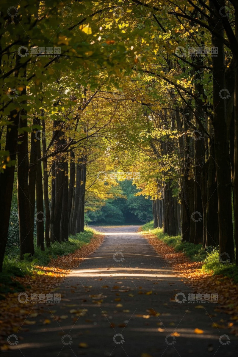 高清大图下载【趣麦麦图】秋日森林中的林荫小道