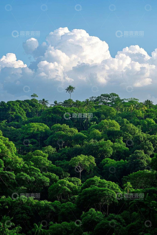 蓝天白云下的茂密森林景观