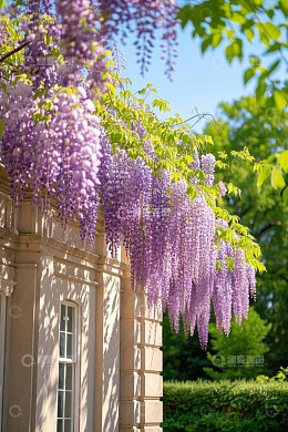 建筑旁垂挂的紫色紫藤花