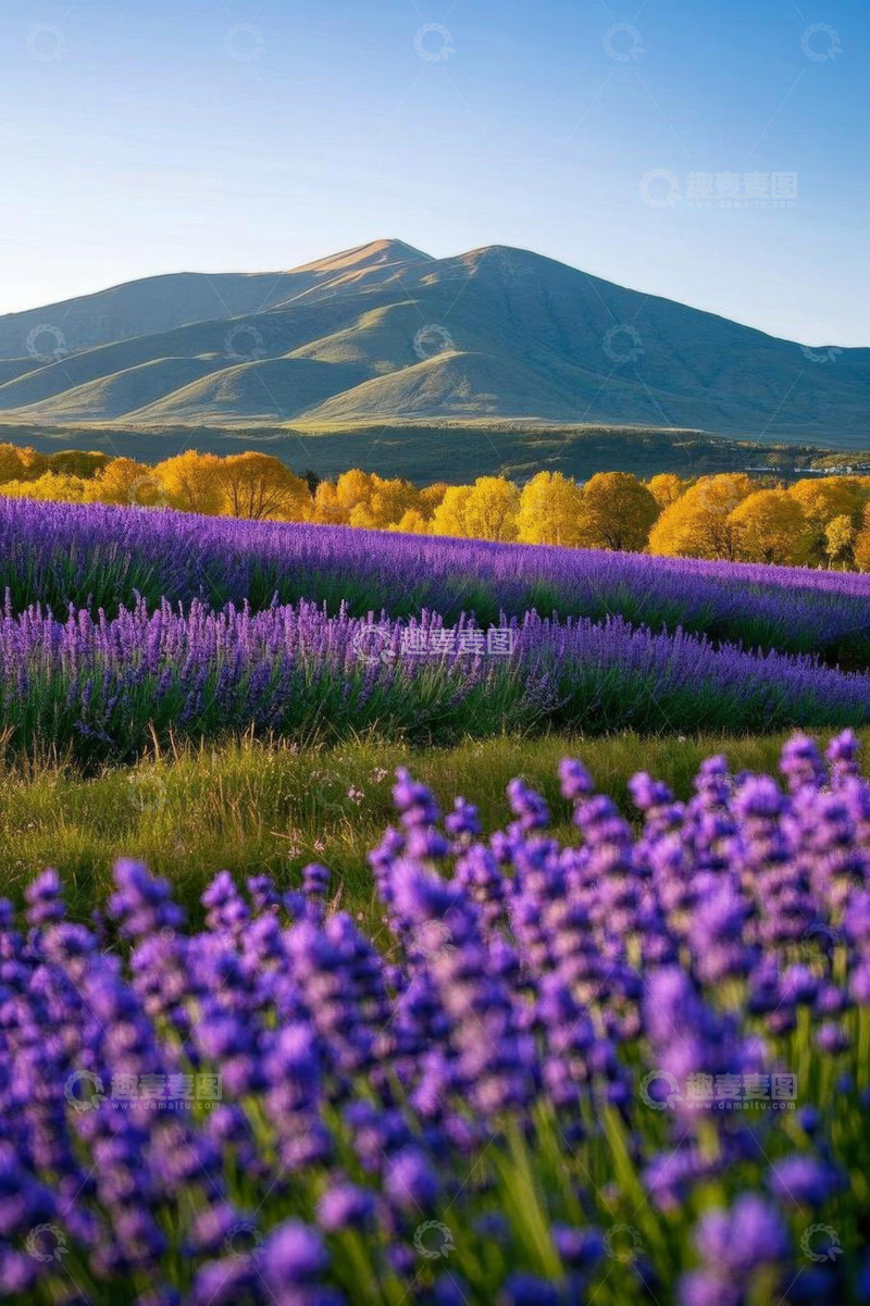 高清大图下载【趣麦麦图】薰衣草花田与远山风景