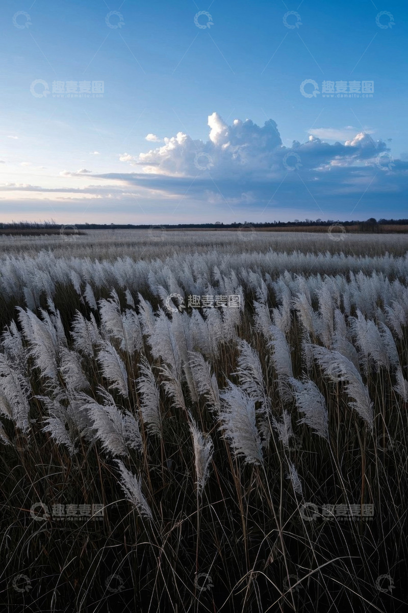 高清大图下载【趣麦麦图】户外大片芦苇荡自然风光