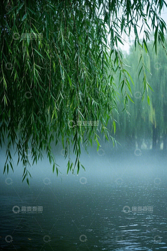 垂柳垂于水面自然景观