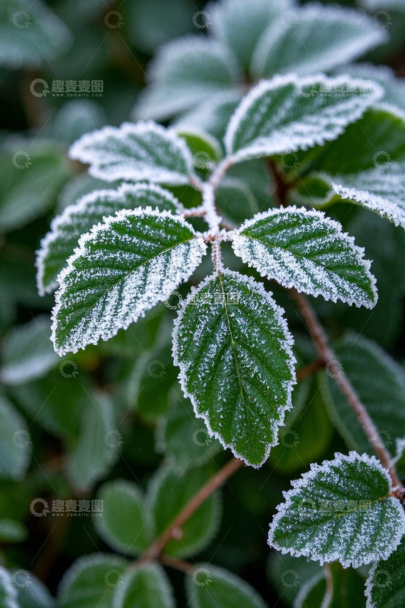 高清大图下载【趣麦麦图】覆霜绿叶微距特写