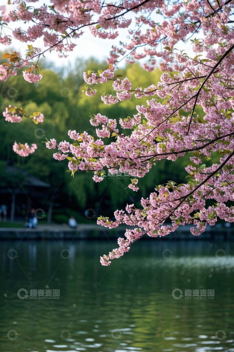 高清大图下载【趣麦麦图】湖边盛开的樱花树