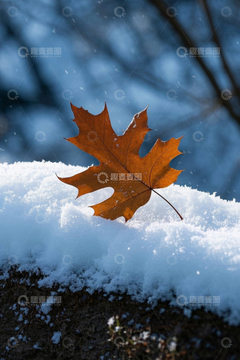 高清大图下载【趣麦麦图】雪地上的橙色枫叶特写