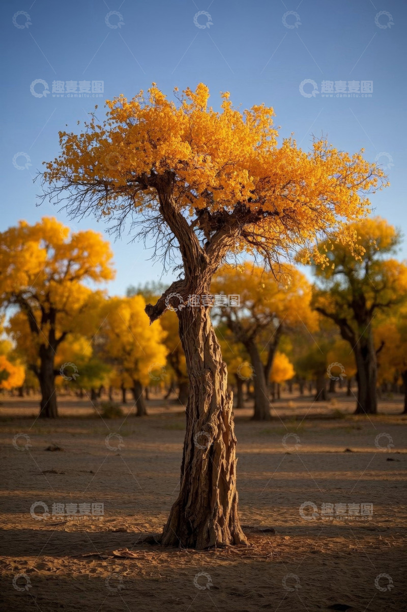 高清大图下载【趣麦麦图】胡杨林单棵金黄树木风景
