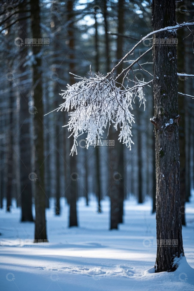 高清大图下载【趣麦麦图】雪覆森林中的树木景致
