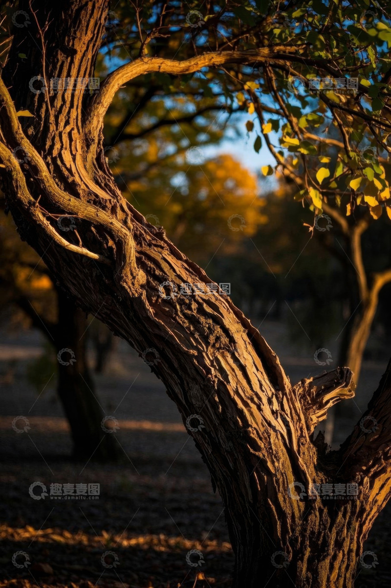 高清大图下载【趣麦麦图】阳光下弯曲树干与枝叶景象