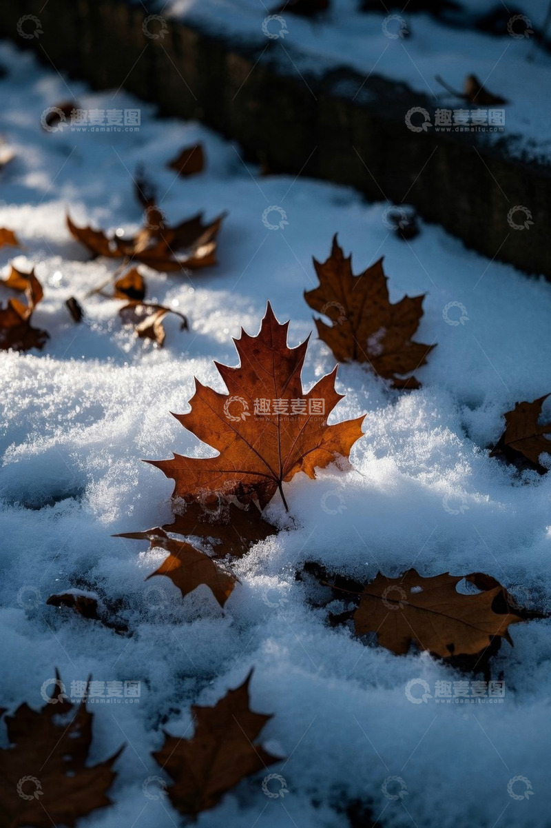 高清大图下载【趣麦麦图】雪地上的枯黄枫叶