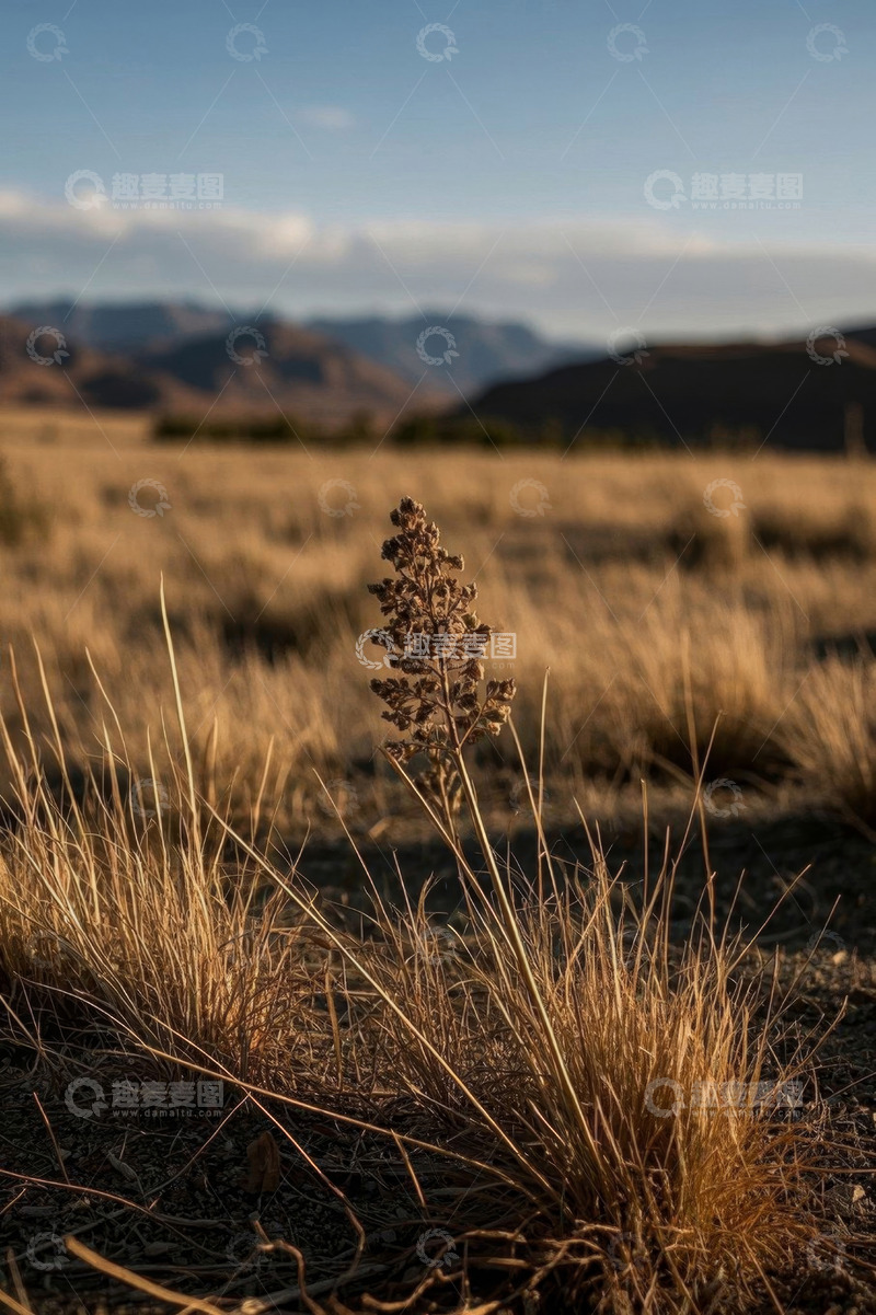 高清大图下载【趣麦麦图】旷野中枯萎植物与远山景象