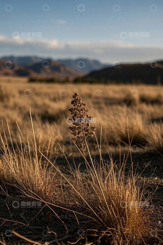 旷野中枯萎植物与远山景象