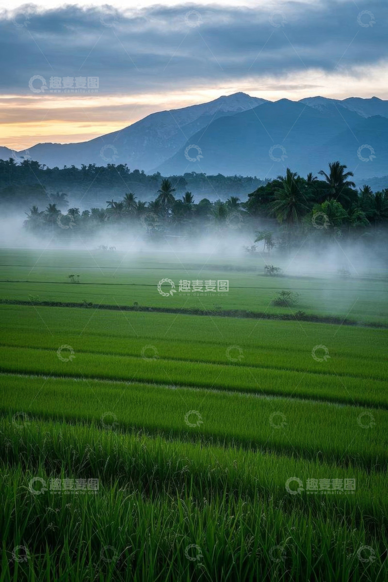 高清大图下载【趣麦麦图】晨雾中的绿色稻田与远山