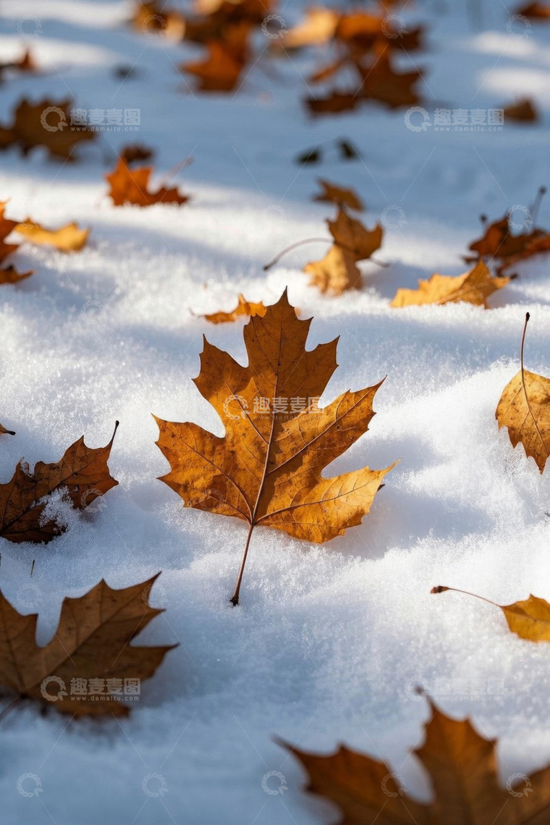 高清大图下载【趣麦麦图】雪地上散落的枯黄枫叶