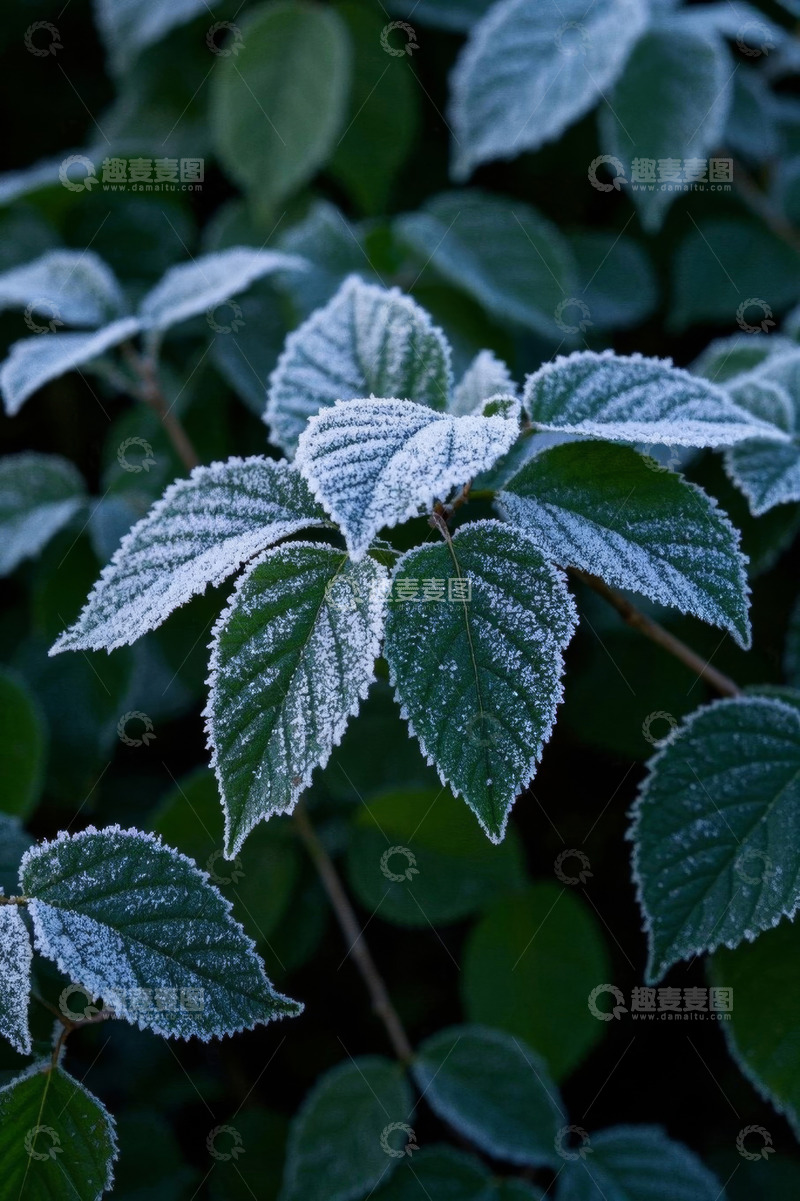 高清大图下载【趣麦麦图】覆霜绿叶微距特写